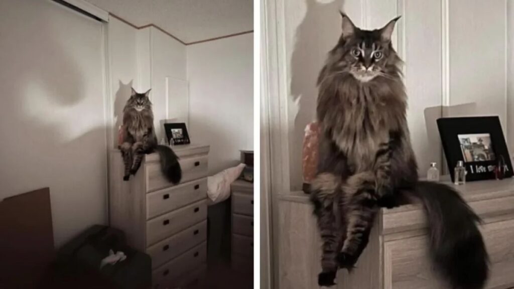 15 Cats Sitting in the Most Unexpected Places (Because Why Not?)