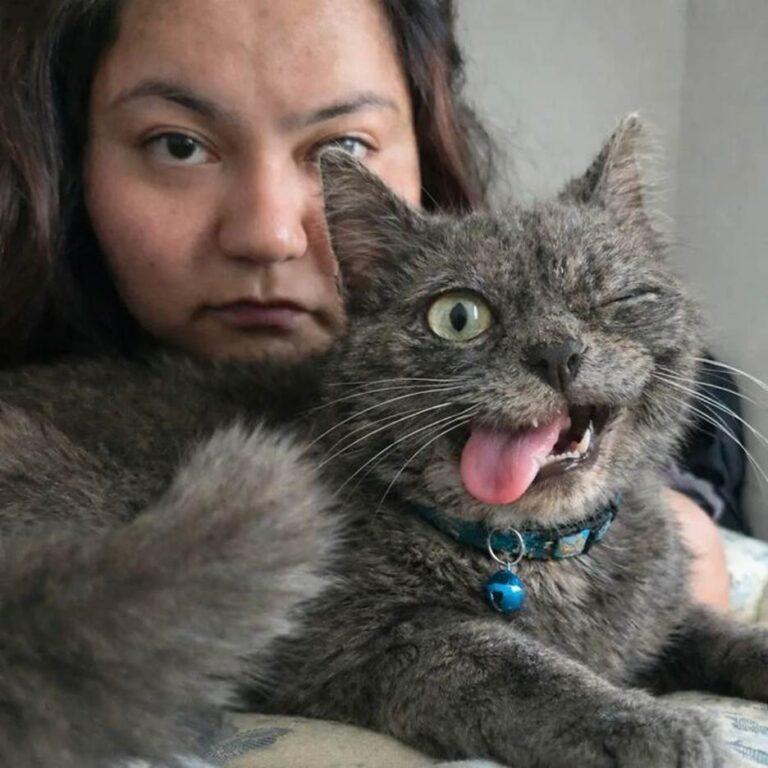 25 Terrible Cat Photos That Were Supposed To Be Deleted But Ended Up Being Comedy Gold