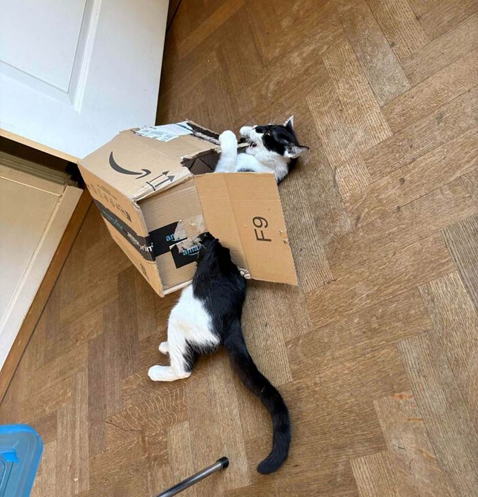 15 Cats Who Lost The Battle Against Curiosity