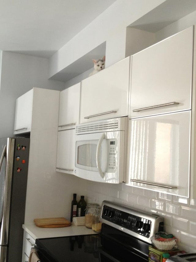 Can You Spot Them All? These Hidden Cats Will Seriously Test Your Observation Skills