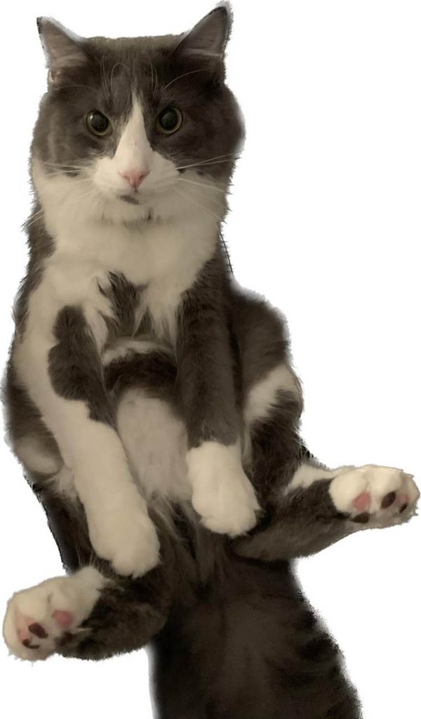 I Took Cats Out of Context and Accidentally Created the Funniest Sticker Collection Ever