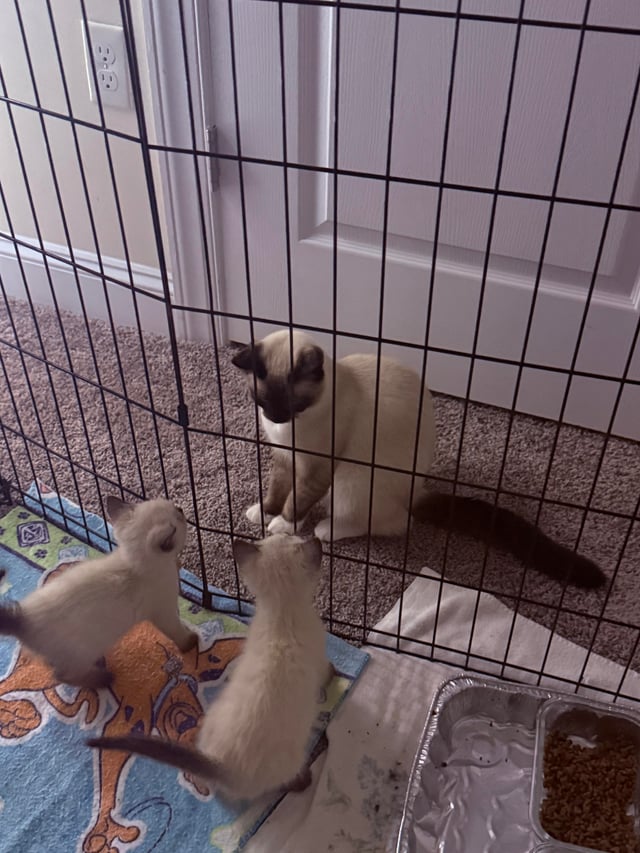 Meet The “Mini Toast” Kittens: These Tiny Foster Babies Are Almost Too Adorable To Handle