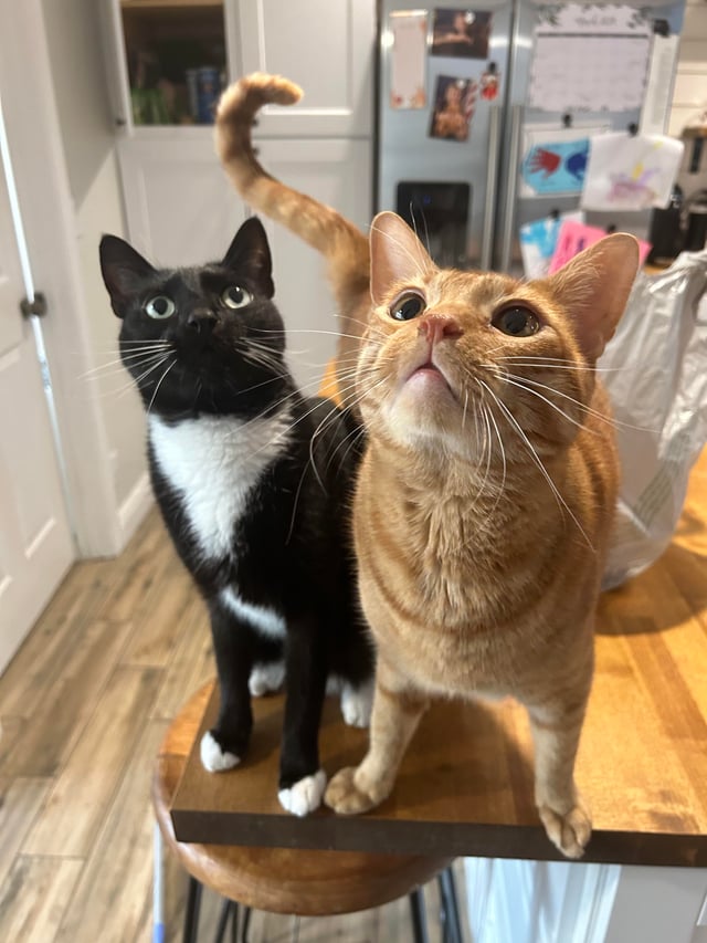 No Cat of My Own, So I Started Pet Sitting—And It’s Honestly the Best Decision Ever
