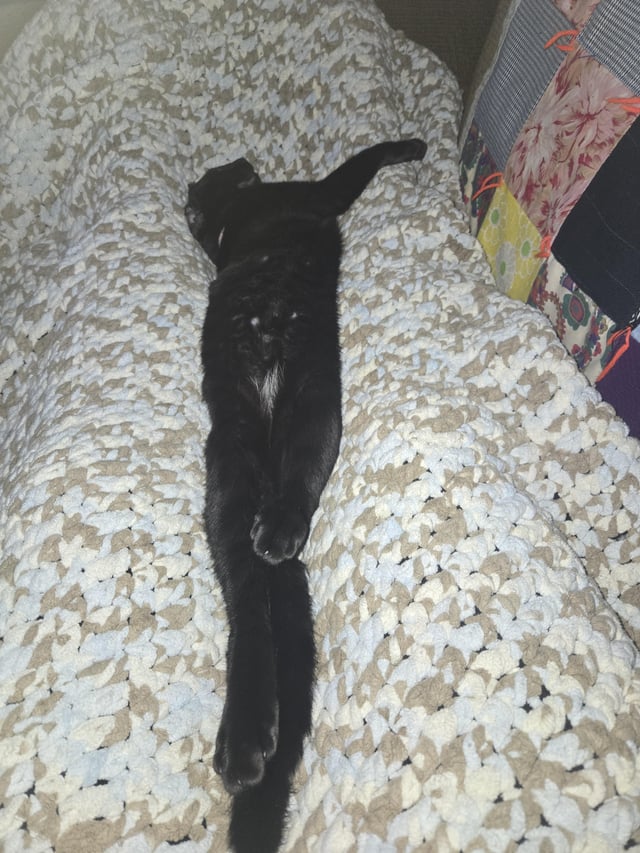 These Cats Fell Asleep In The Funniest, Sweetest Positions, And The Internet Can’t Stop Sharing Them
