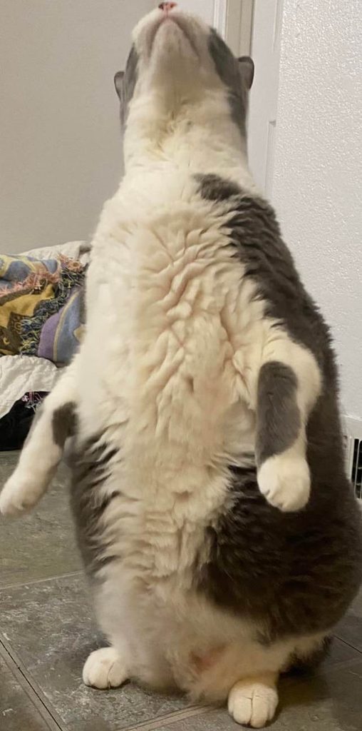 This Cat Turns Into A Tiny Penguin Every Time Treats Come Out