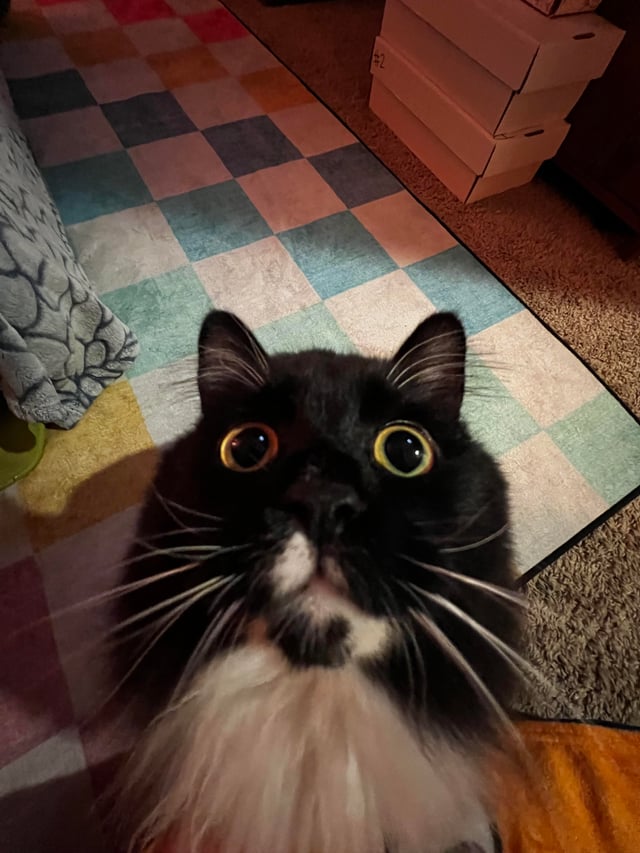 This One Cat Is Funny Hilarious, And These Photos Keep Getting Better