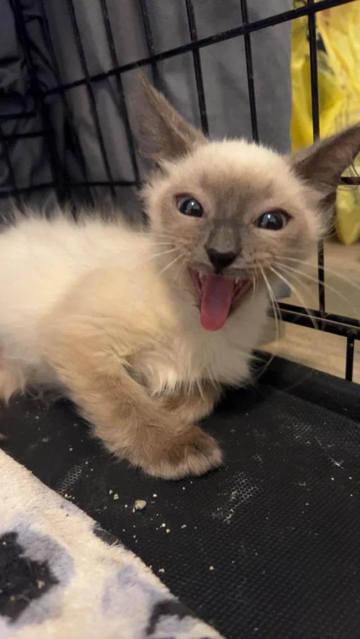Hilarious Cat Moments Caught On Camera That Prove Cats Are The Funniest Little Weirdos
