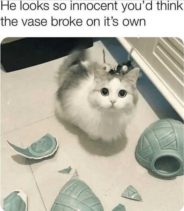 Funny Cat Memes Are The Best Way To Start The Day With A Smile