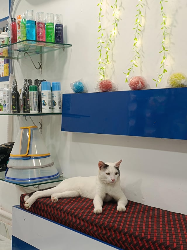 Cute And Funny Cat In Shop Looking Like They Own The Place
