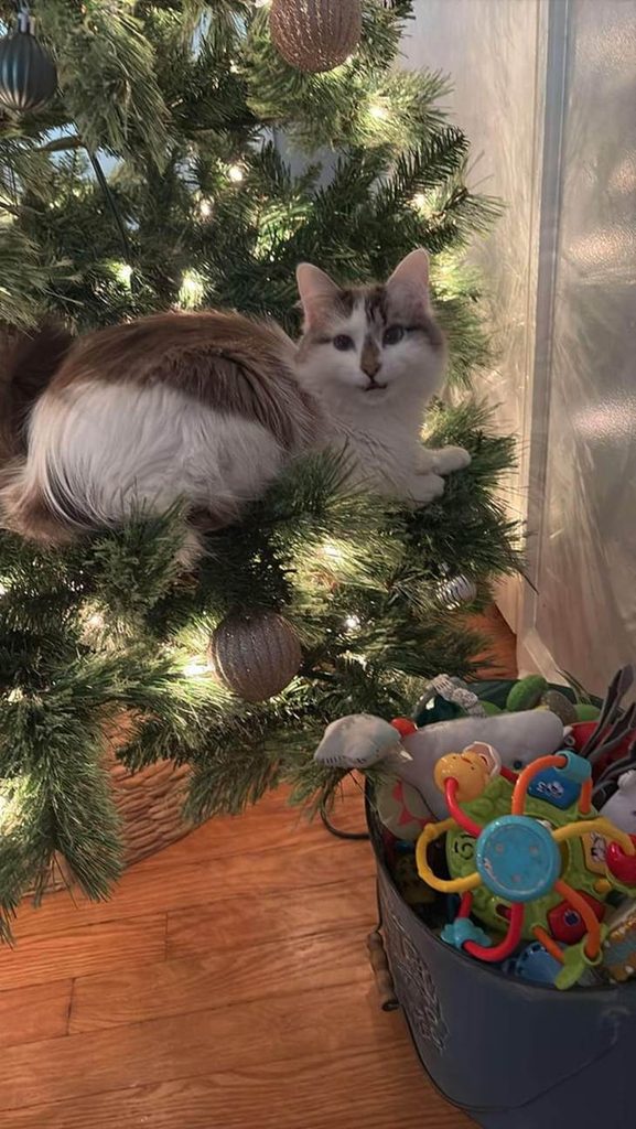 These Cat Apparently “Discovered Gravity,” And The Internet Can’t Stop Laughing
