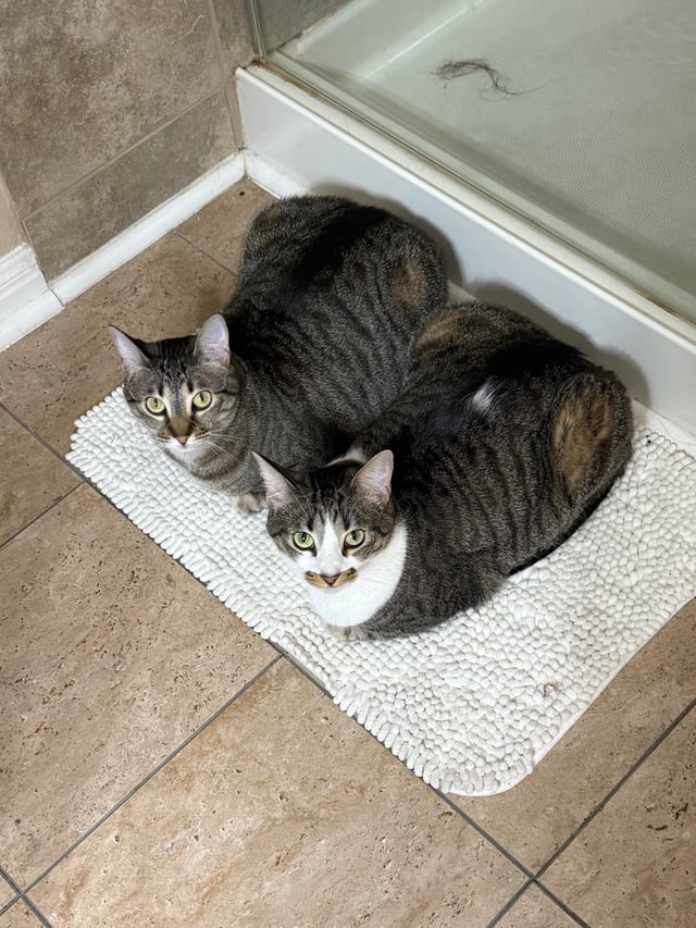 Why Are These Two Funny Cats Always Ctrl+C And Ctrl+V?