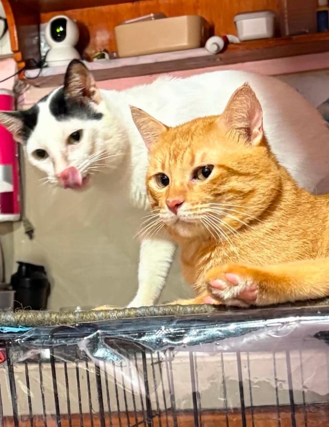 Hilarious Cat Moments That Perfectly Capture Their Weirdness
