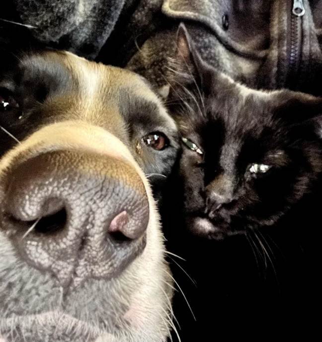 Adorable And Hilarious Cat Selfies That Will Make You Laugh